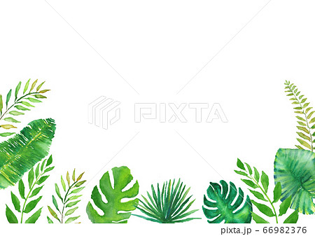 ヤシの葉 イラスト 水彩 熱帯植物のイラスト素材