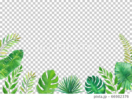 ヤシの葉 イラスト 水彩 熱帯植物のイラスト素材