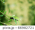 柳の枝で休憩するシオカラトンボ 66982721