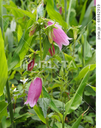 蛍袋　ホタルブクロ　 66982919