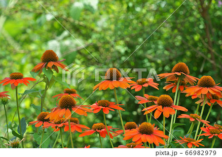 初夏の公園で目立つエキナセアの花 66982979