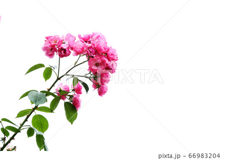 バラ レオナルドダビンチ バラ レオナルドダビンチ 66983204