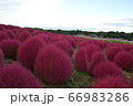 コキア/茨城 コキア/茨城 66983286