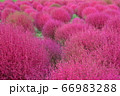 コキア/茨城 コキア/茨城 66983288