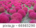 コキア/茨城 コキア/茨城 66983290