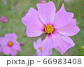 コスモス/茨城 コスモス/茨城 66983408