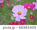 コスモス/茨城 コスモス/茨城 66983409