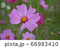 コスモス/茨城 コスモス/茨城 66983410