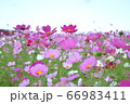 コスモス/茨城 コスモス/茨城 66983411