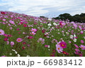 コスモス/茨城 コスモス/茨城 66983412