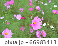コスモス/茨城 コスモス/茨城 66983413