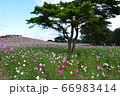 コスモス/茨城 コスモス/茨城 66983414