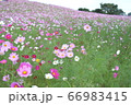 コスモス/茨城 コスモス/茨城 66983415
