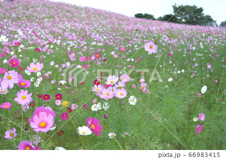 コスモス/茨城 コスモス/茨城 66983415