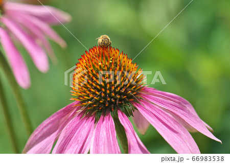 エキナセアの花にきたハチの写真素材