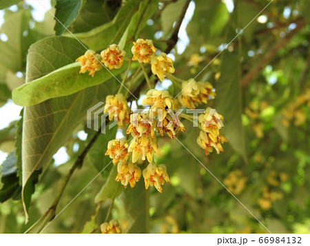菩提樹の花 菩提樹の花 66984132