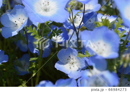ねもふぃらページ ネモフィラ Nemophila menziesii ムラサキ科 Boraginaceae
