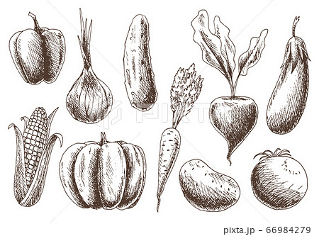 Collection of vegetables. Hand drawnorganic food. Linear graphic of healthy food in vintage style. Vegetarian set. Sketch vector illustration 66984279