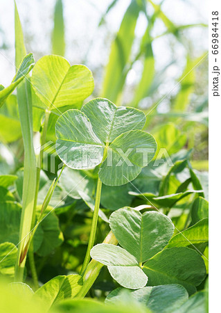 クローバー 66984418