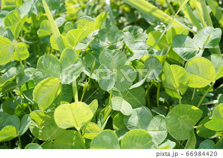 クローバー 66984420