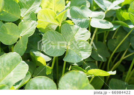 クローバー 66984422