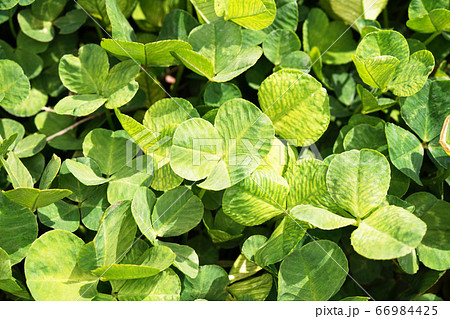 クローバー 66984425