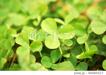 クローバー クローバー 66984427