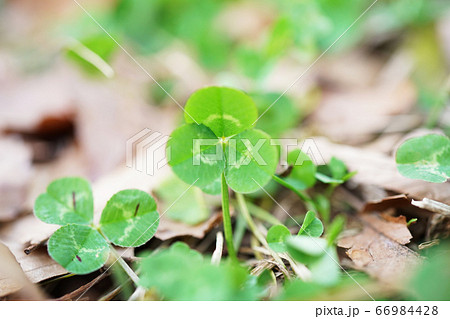 クローバー 66984428