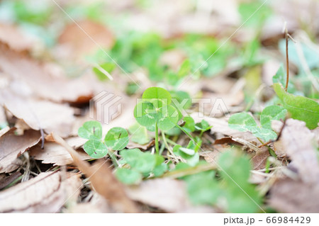 クローバー 66984429