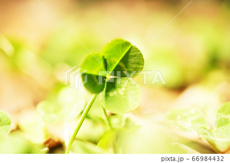 クローバー クローバー 66984432