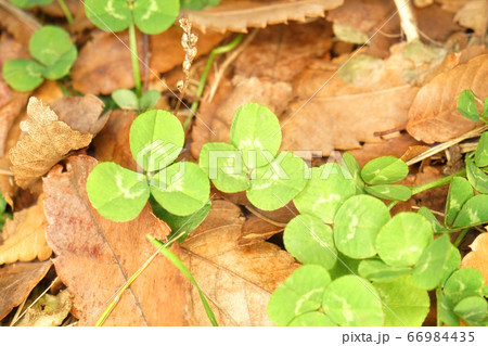クローバー 66984435