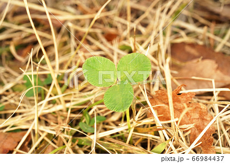 クローバー 66984437