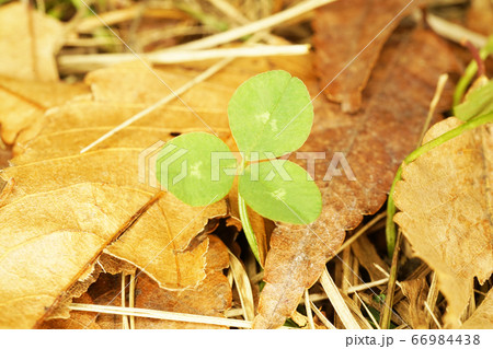 クローバー 66984438