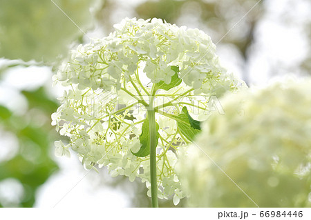 透過光で見るアジサイ（アナベル） 66984446