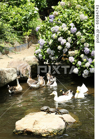 シナガチョウとアヒルと亀 66984743