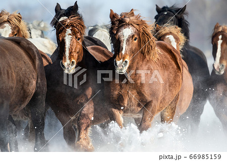 ばんえい競馬 輓馬 北海道 帯広市 十勝 馬 ばんえい競馬 輓馬 北海道 帯広市 十勝 馬 66985159