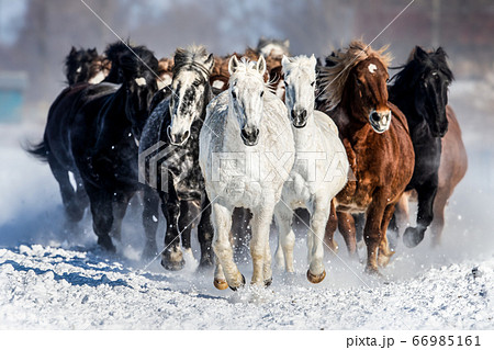 ばんえい競馬 輓馬 北海道 帯広市 十勝 馬 66985161