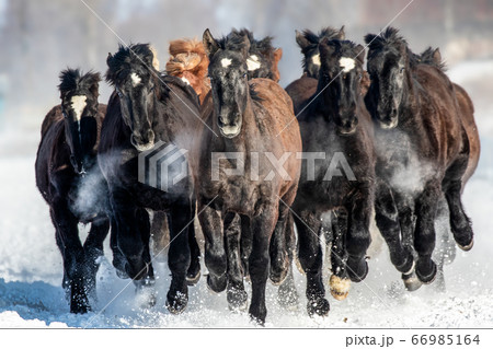 ばんえい競馬 輓馬 北海道 帯広市 十勝 馬 ばんえい競馬 輓馬 北海道 帯広市 十勝 馬 66985164
