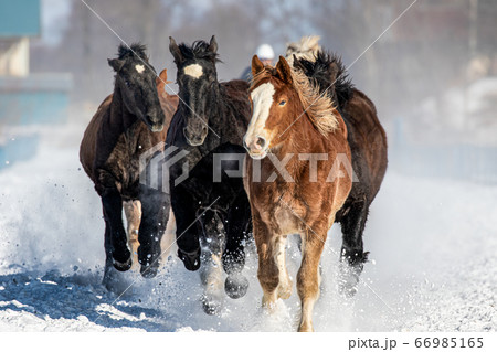 ばんえい競馬 輓馬 北海道 帯広市 十勝 馬 66985165