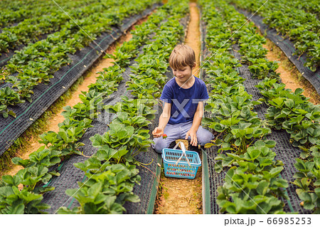 Little toddler boy on organic strawberry farm in summer, picking berries 66985253