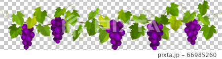 Ripe purple grape illustration, vector 66985260