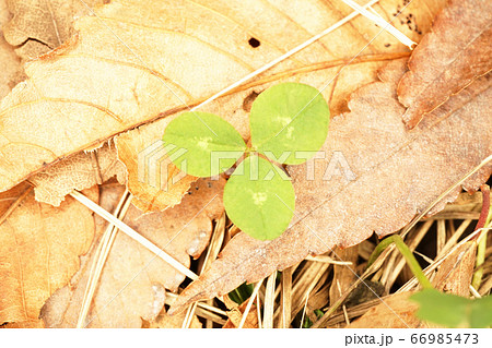 クローバー 66985473