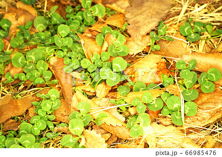 クローバー 66985476