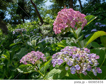 紫陽花 紫陽花 66985656
