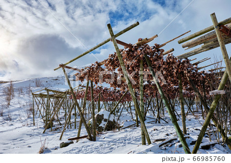 Drying stockfish cod heads in A fishing village in Norway 66985760