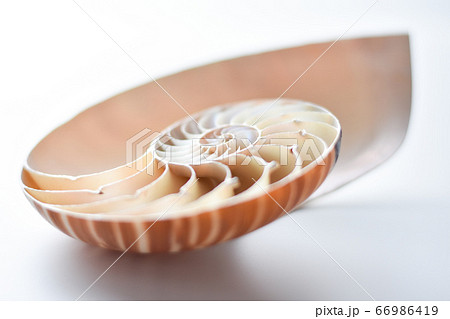 オウムガイの殻の写真素材