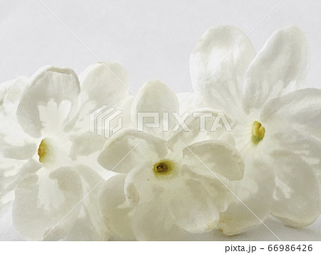 茉莉花 茉莉花 66986426