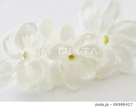 茉莉花 茉莉花 66986427