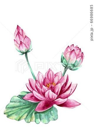 Pink And Purple Water Lily Lotus Flower Vectorのイラスト素材