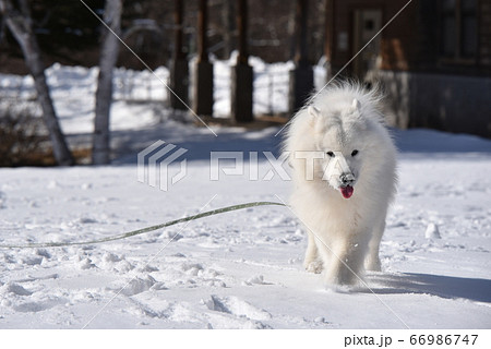 雪中さんぽを楽しむサモエド犬の写真素材